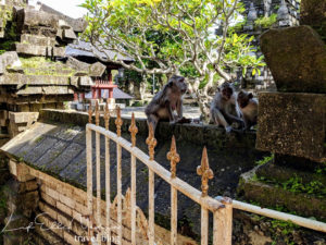Monkeys at Uluwatu Temple, Bali, Indonesia 
