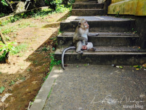 Just a Monkey Chilling, Bali, Indonesia 